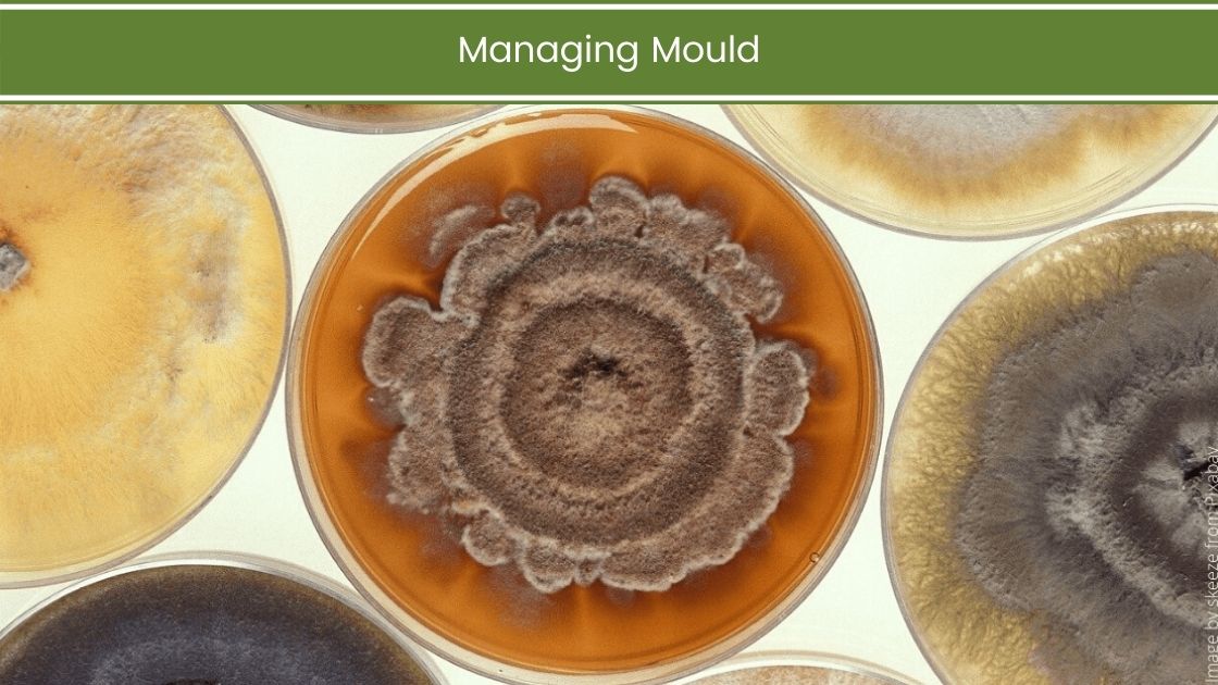Managing Mould
