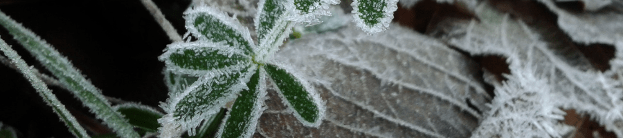 frost on green leaves - winter healthy home threats