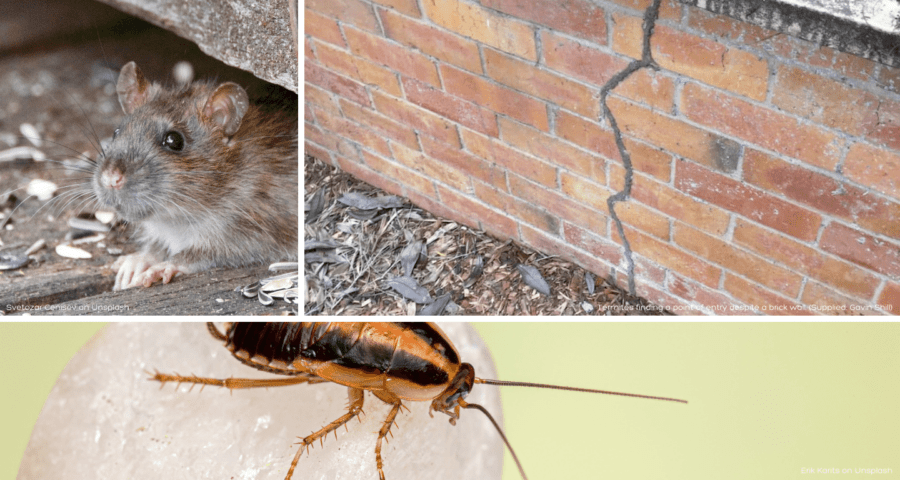 Flooding - The Secondary Effects - rodents, termites, cockroaches