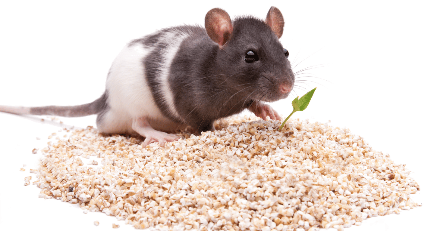 rodents uninvited guests autumn healthy home threats - Eco Health Solutions